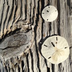 Close-up of wooden plank