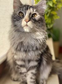 Close-up portrait of cat