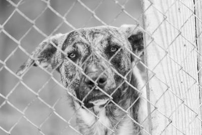 Portrait of dog seen through chainlink fence