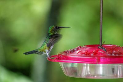 Close-up of hummingbird and insect on bird feeder