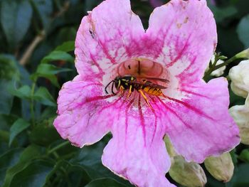 Close-up of bee on pink flower