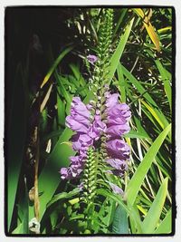 Close-up of purple flowers