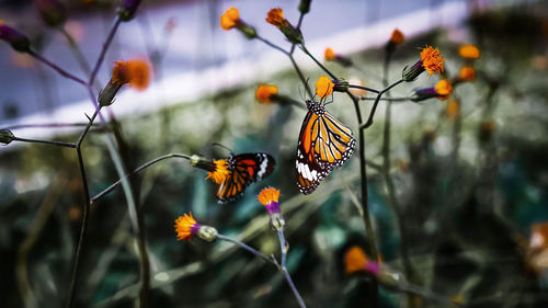 Close-up of butterfly pollinating on flower