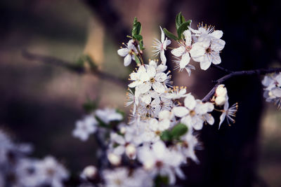 Close-up of white cherry blossom tree