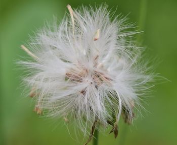 Close-up of dandelion on plant