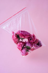 Close-up of pink roses against white background