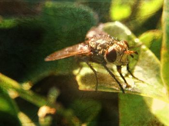 Close-up of insect