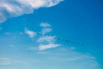 Low angle view of birds flying in sky