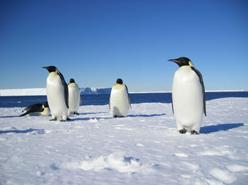 White birds on snow against sky