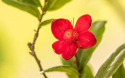 Close-up of red rose flower