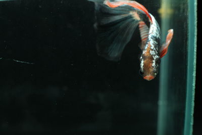 Close-up of koi carp swimming in water