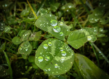 Close-up of water drops on leaves