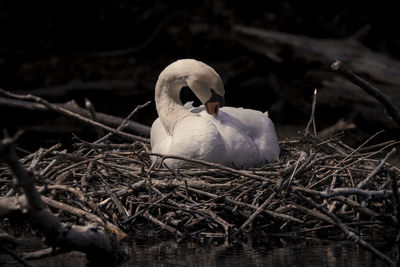 Close-up of birds in nest