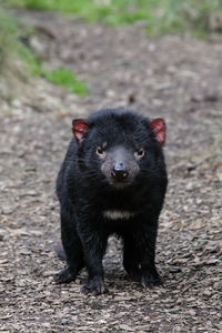 Portrait of tasmanian devil on land