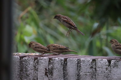 Close-up of birds perching on wall