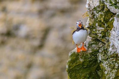 Bird perching on rock