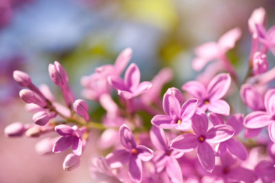 Close-up of pink flowers