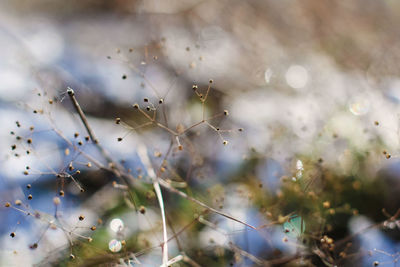 Close-up of water drops on flowering plant