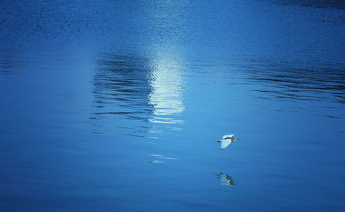 View of birds swimming in sea