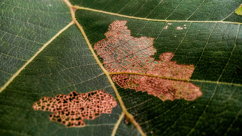 Close-up of leaves