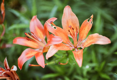 Close-up of orange butterfly on flowering plant