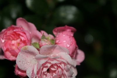 Close-up of water drops on pink rose