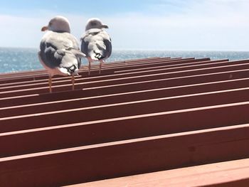 Birds perching on railing against sky