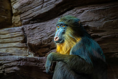 Low angle view of monkey looking at zoo