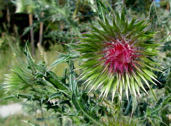 Close-up of thistle flower