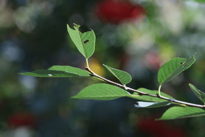 Close-up of green leaves on plant