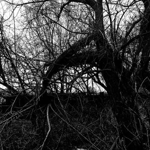 Bare trees against sky