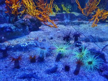 Close-up of coral in sea