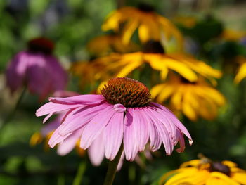 Close-up of pink flower