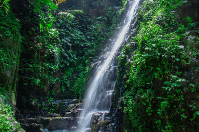 Scenic view of waterfall in forest