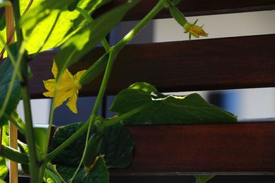 Close-up of potted plant