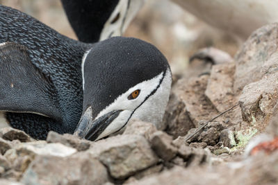 Chinstrap penguin sitting in its nest on the antarctic peninsula