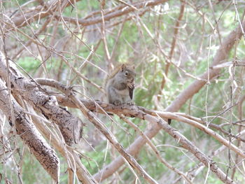 Low angle view of sitting on tree