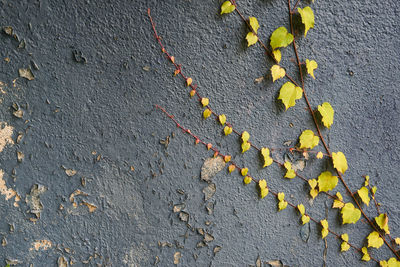 High angle view of yellow leaves on wall