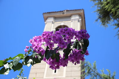 Low angle view of flowering plant against building