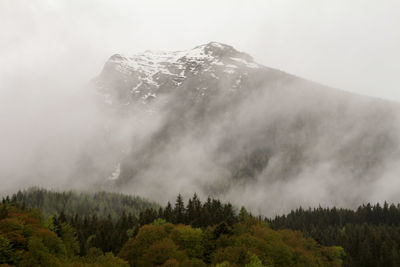 Scenic view of trees in forest against sky