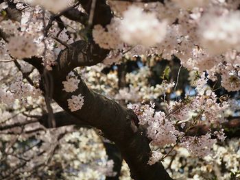 Close-up of flowers against blurred background