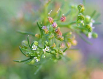 Close-up of flowering plant