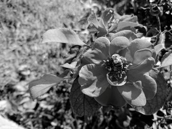 Close-up of honey bee on flower