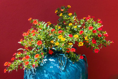 Close-up of red flowers