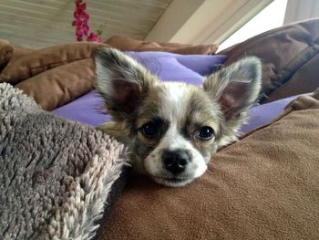 Portrait of dog resting on bed at home