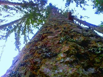 Low angle view of trees against sky