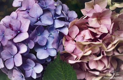 Close-up of purple hydrangea flowers