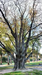 Trees in park