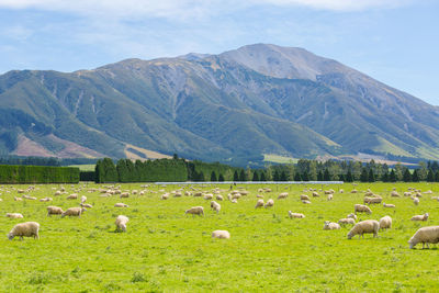 Flock of sheep grazing in a field