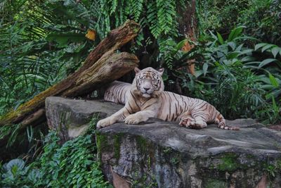 White tigers lying on rock amidst plants at zoo